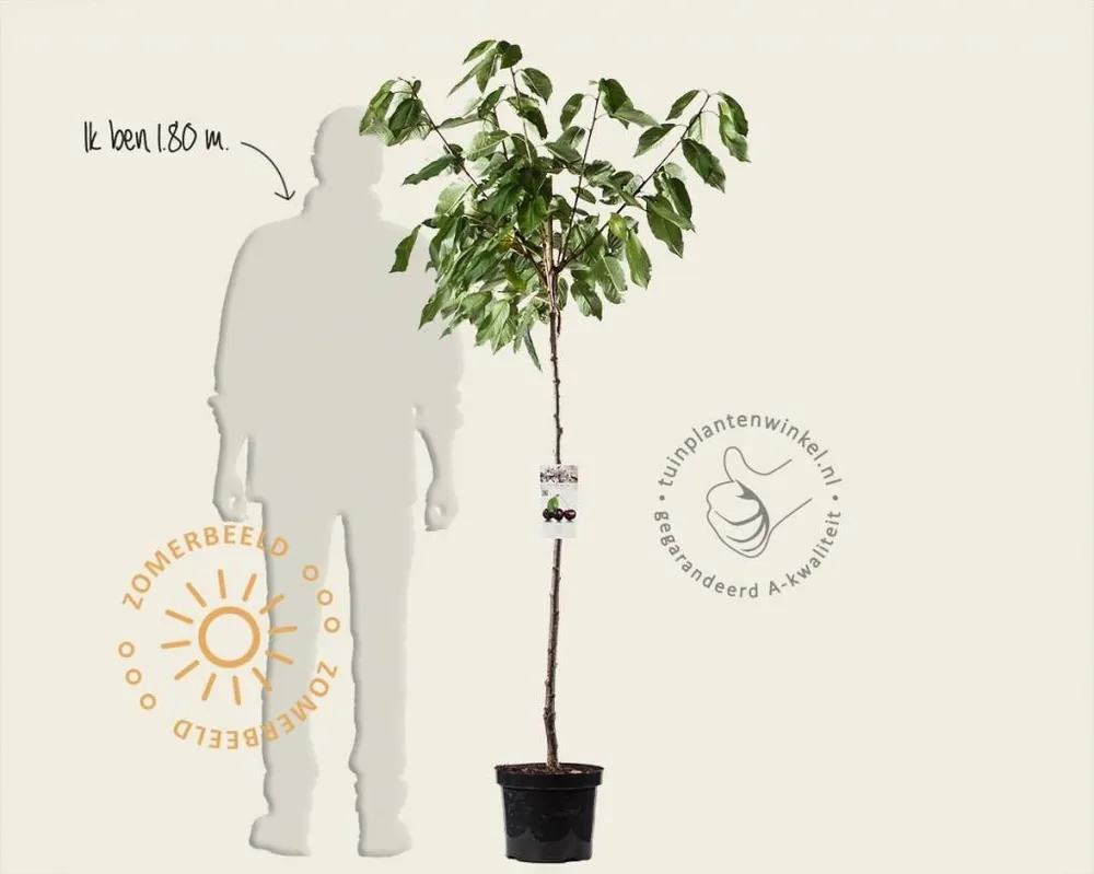 Prunus avium ‘Regina‘ - halfstam - Speciale deal