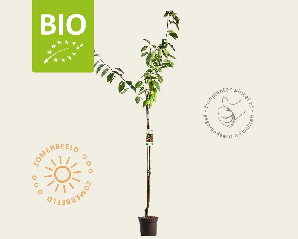 Prunus avium ‘Regina‘ - BIO halfstam | Nieuw binnengekomen