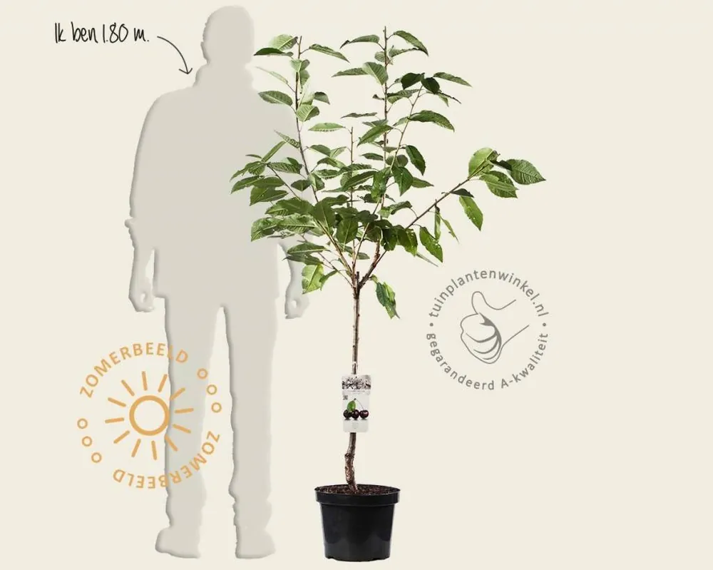Net binnen - Prunus avium ‘Regina‘ - laagstam