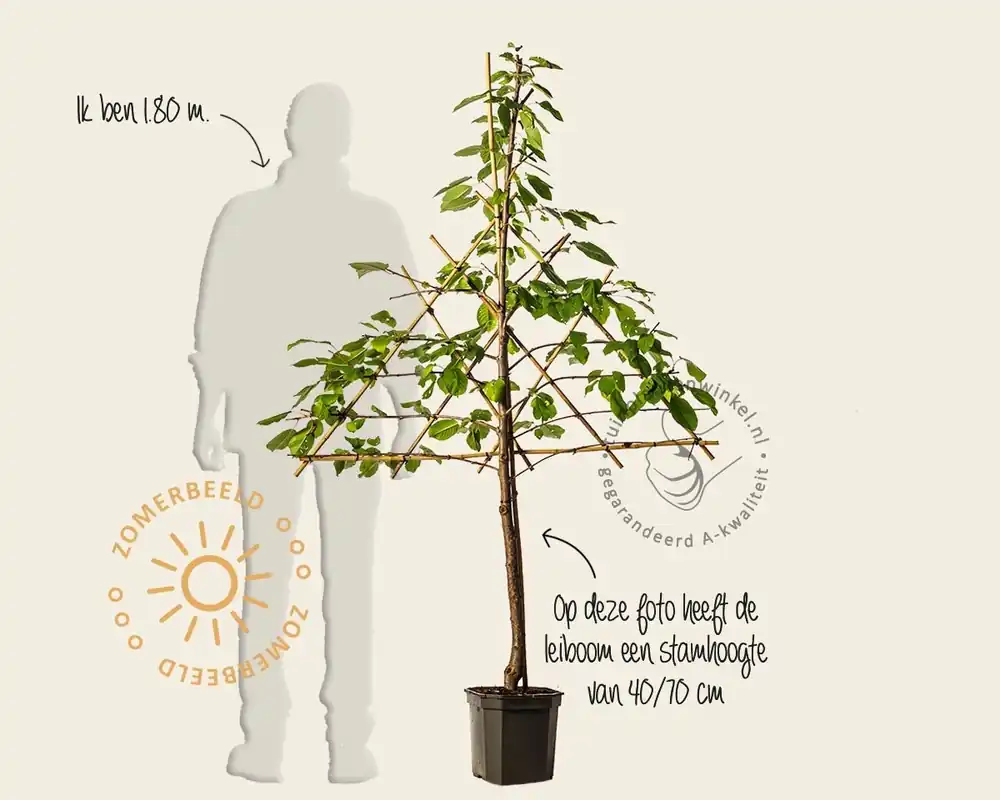 Populair | Prunus avium ‘Regina‘ - lei-vorm