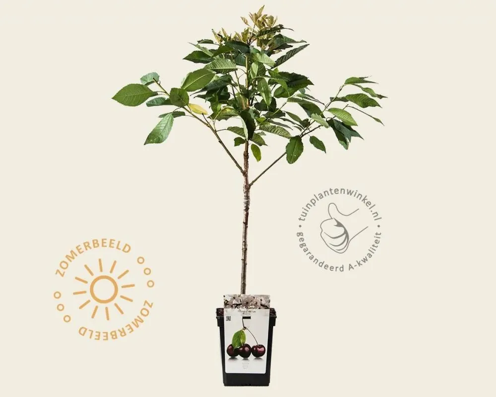 Bestseller | Prunus avium ‘Regina‘ - mini