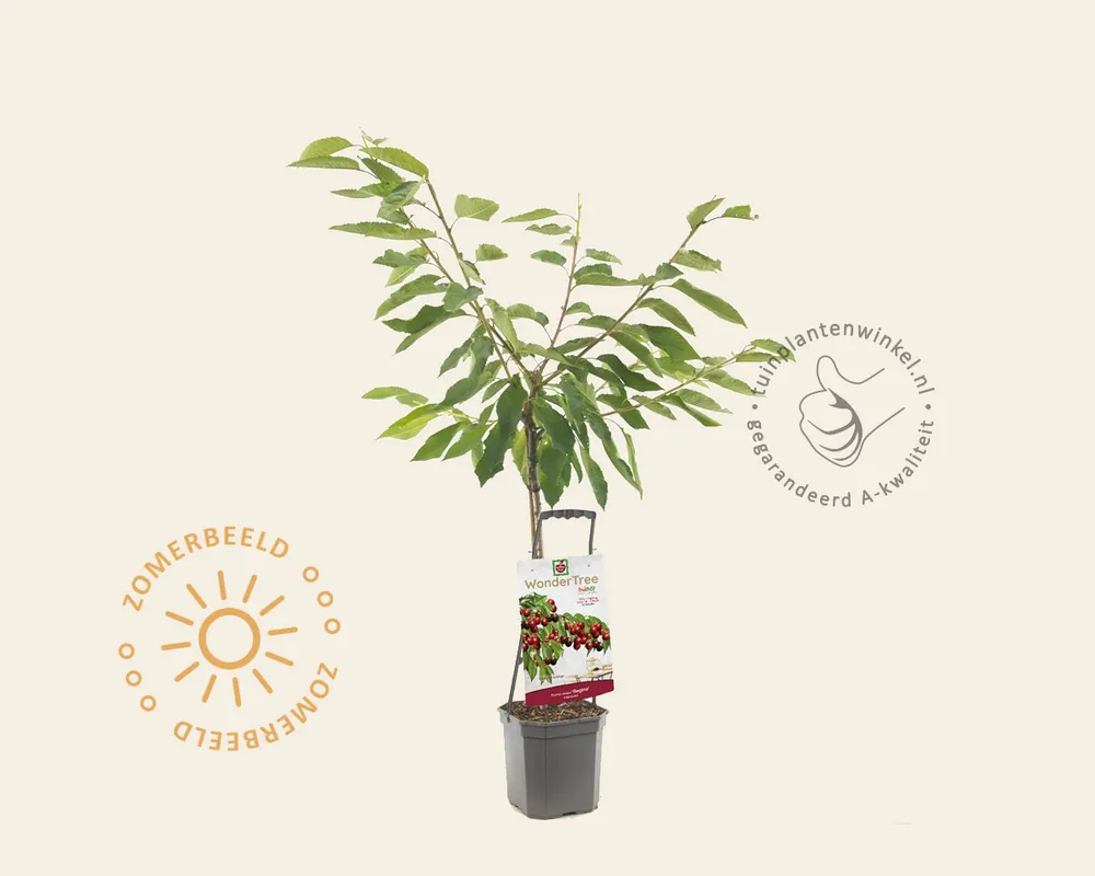 Prunus avium ‘Regina‘ - Wonder Tree | Nog maar een paar beschikbaar