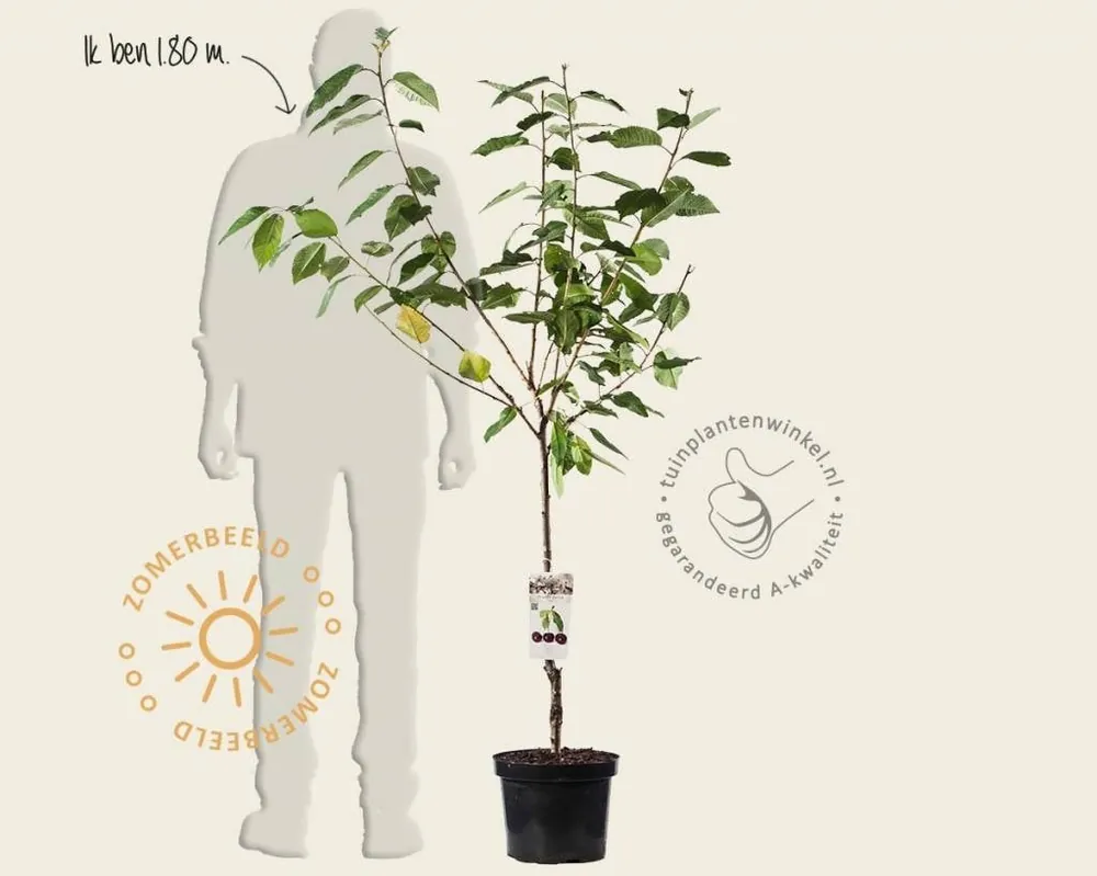 Prunus avium ‘Sam‘ - laagstam - Sale