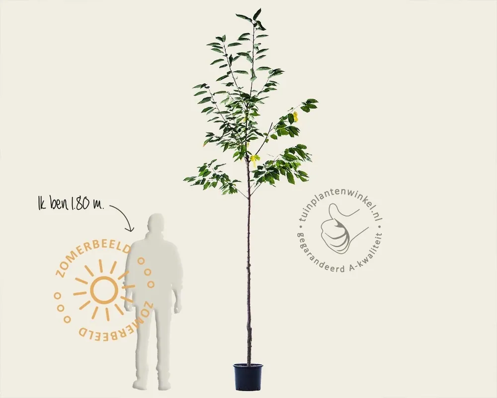 Beste prijs - Prunus avium ‘Stella‘ - hoogstam