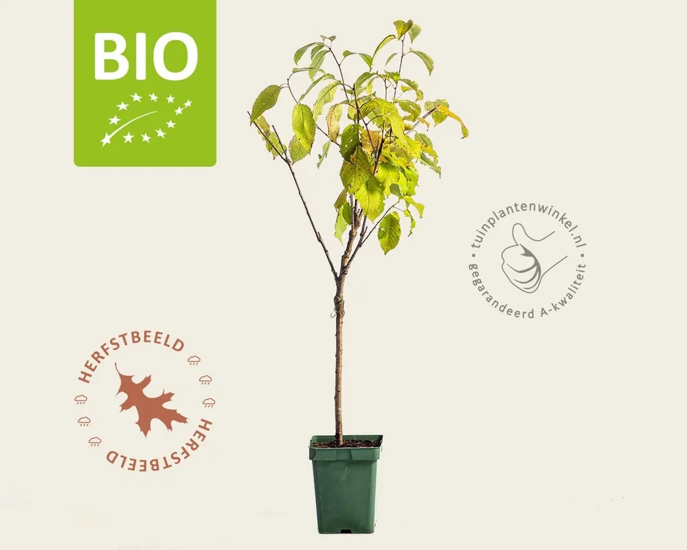 Prunus avium ‘Sunburst‘ - BIO mini | Nieuw product