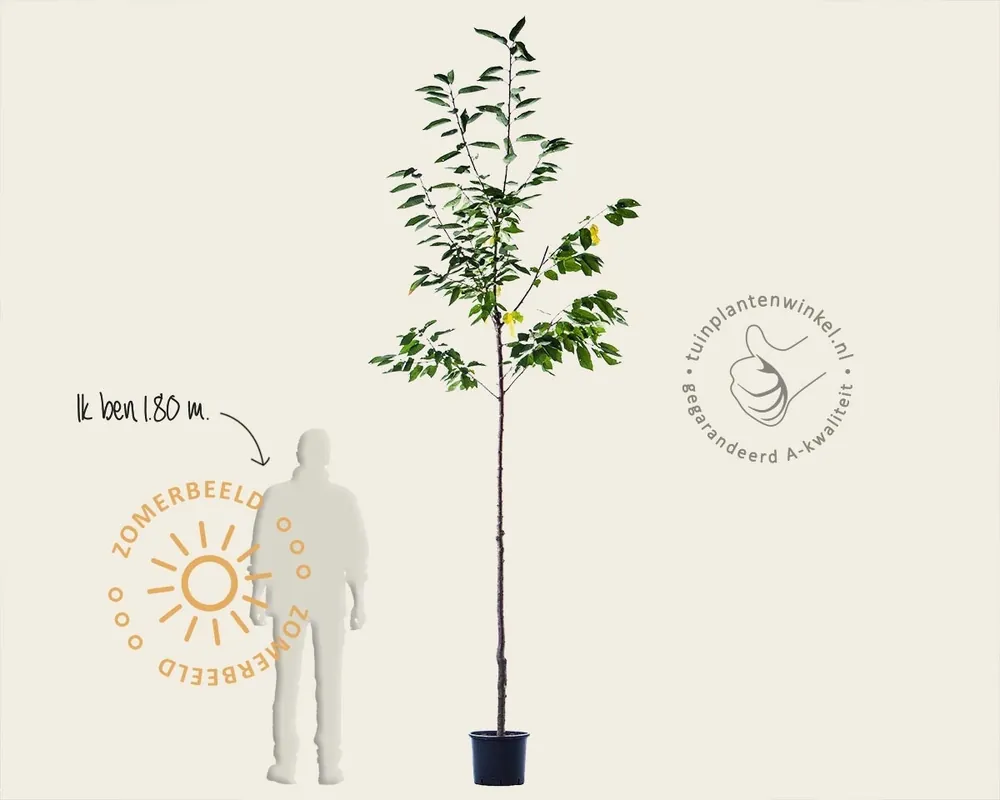 Prunus avium ‘Sunburst‘ - hoogstam - Direct kopen