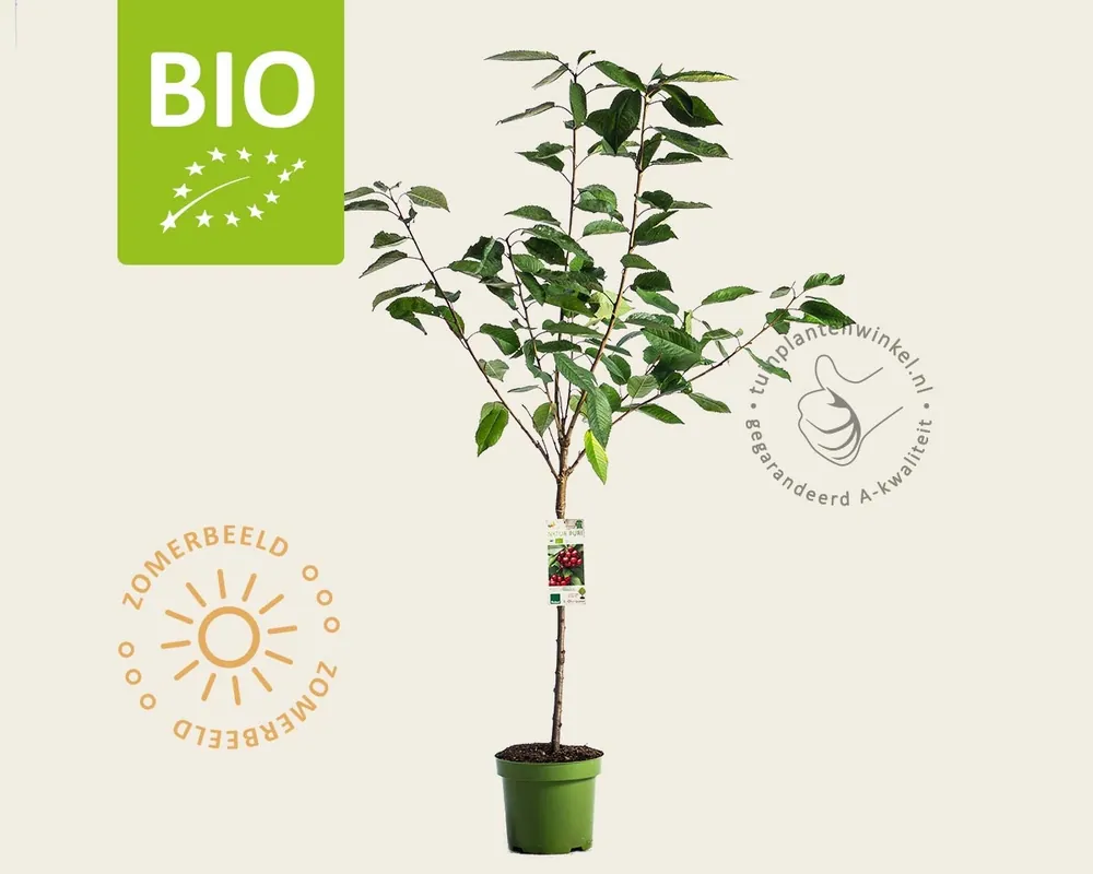 Prunus avium ‘Sunburst‘ - BIO laagstam | Aanbieding loopt bijna af