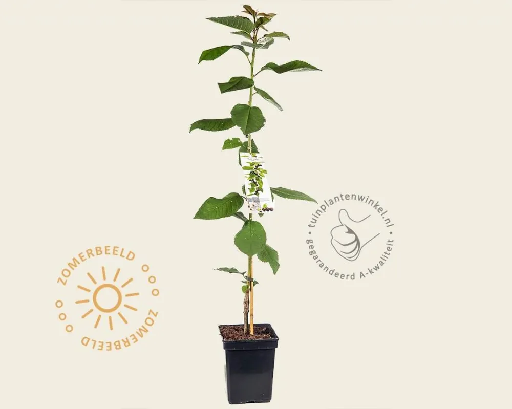 Prunus avium ‘Sylvia‘ - zuilvorm | Laatste dagen
