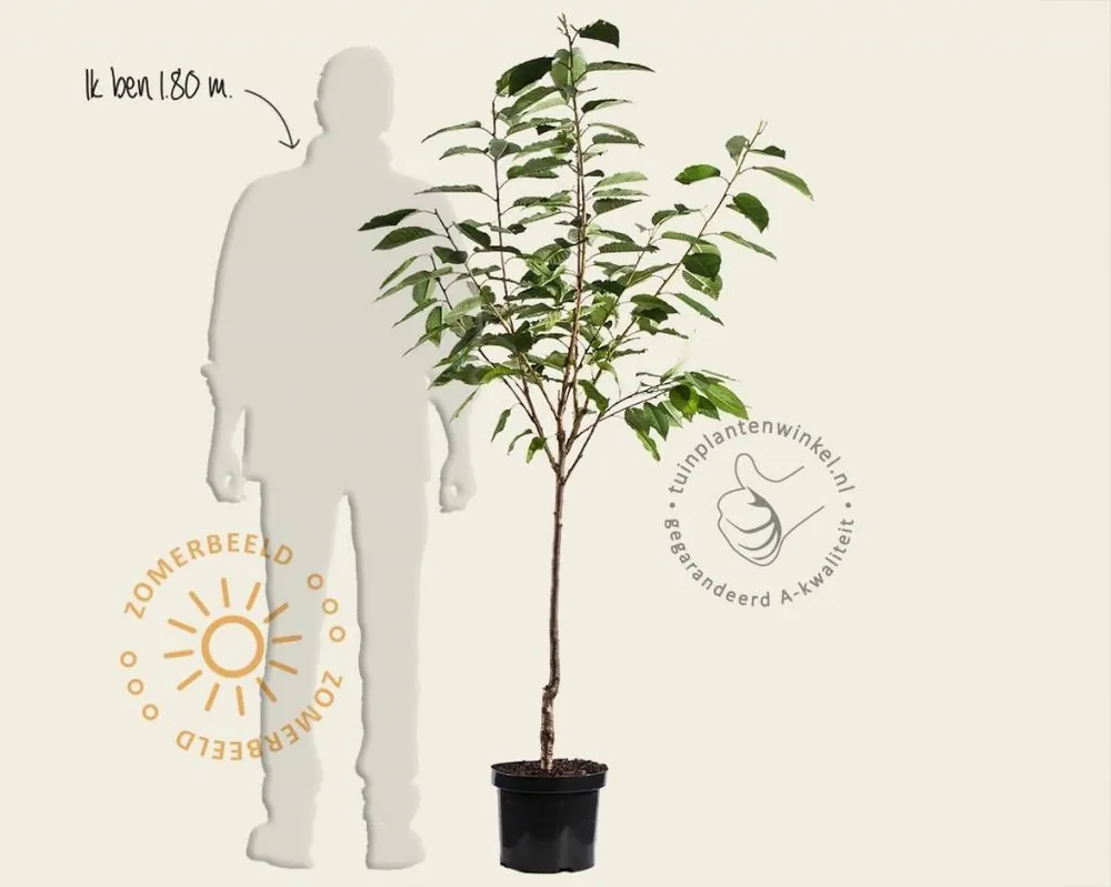 Prunus avium ‘Van‘ - laagstam | Bespaar meer