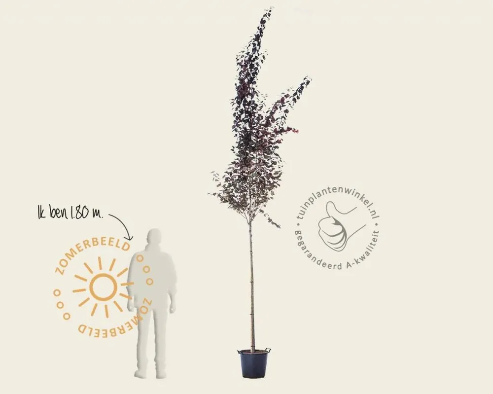 Prunus cerasifera ‘Nigra‘ - Gratis retourneren