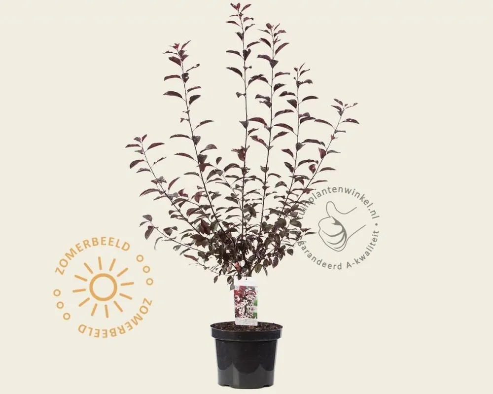 Veilige betaling - Prunus cistena