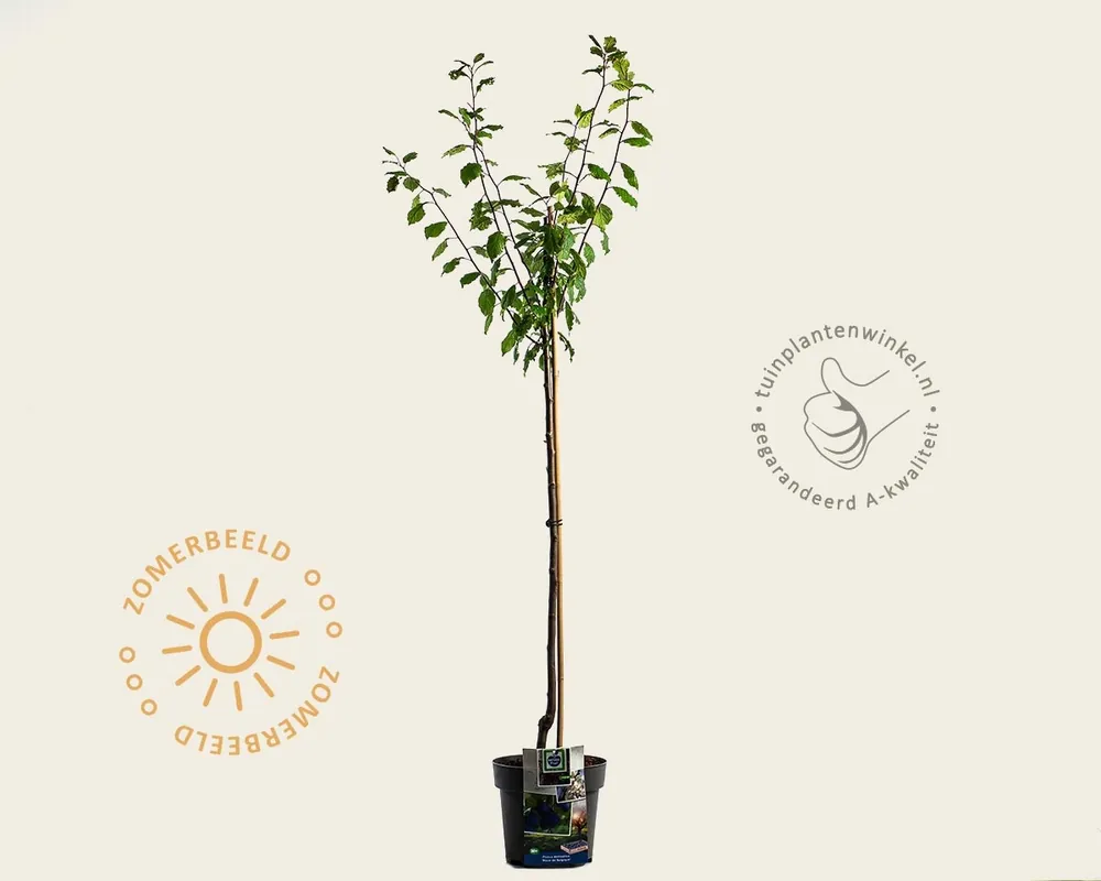 Bespaar nu - Prunus domestica ‘Bleue de Belgique‘ - halfstam