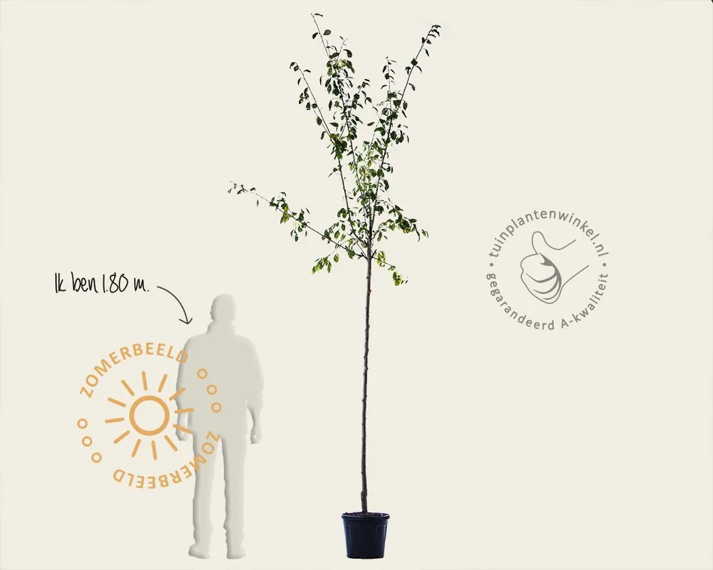 Prunus domestica ‘Bleue de Belgique‘ - hoogstam | Veilig winkelen