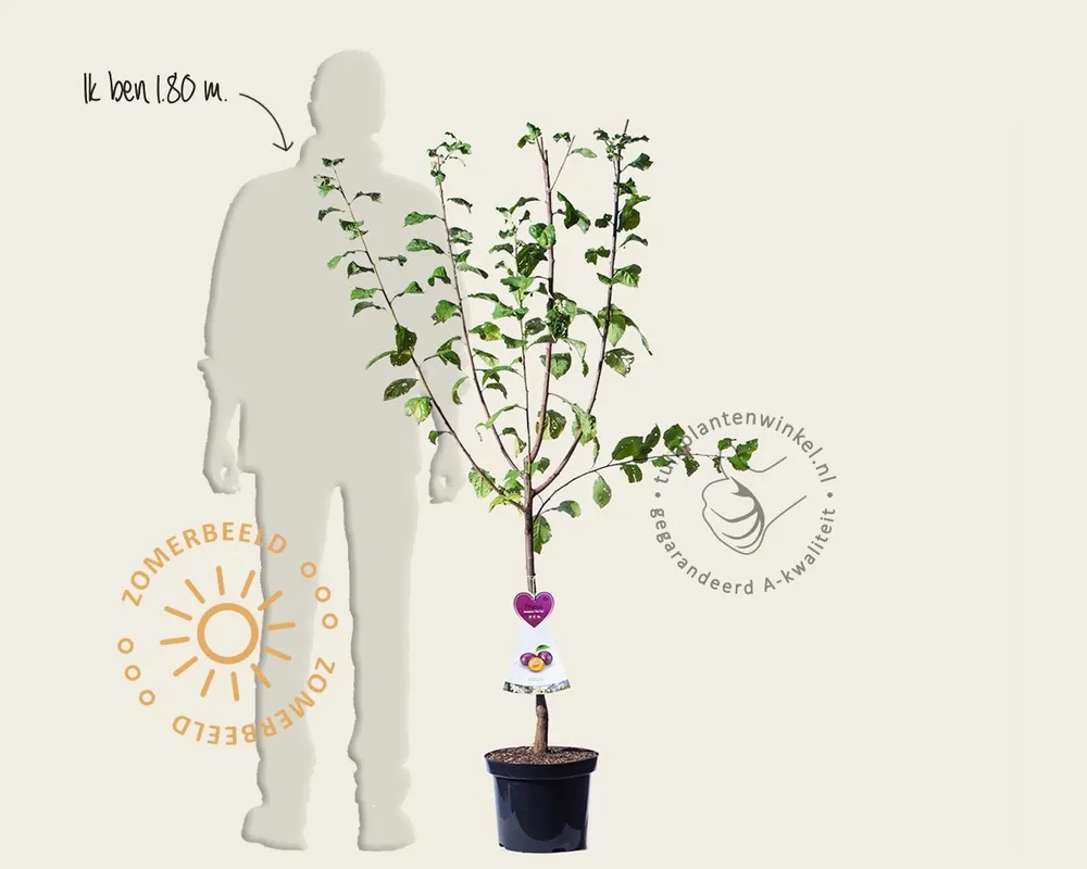 Prunus domestica ‘Bleue de Belgique‘ - laagstam - Premiumkwaliteit
