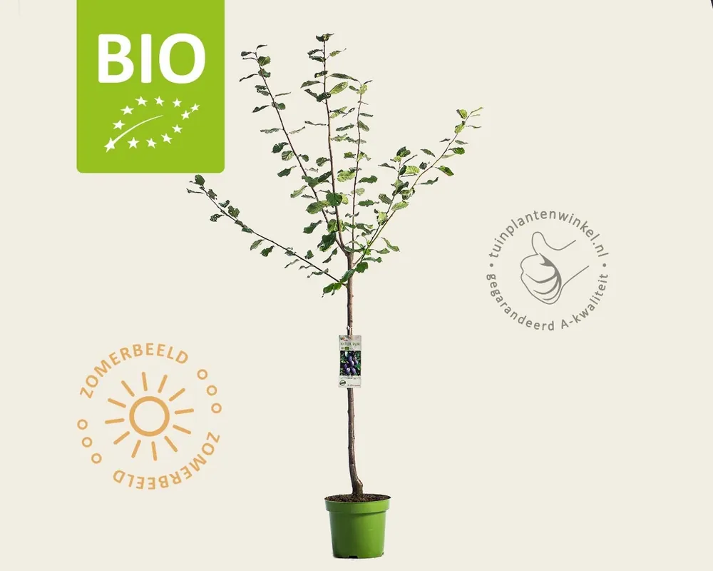Prunus domestica ‘Czar‘ - BIO laagstam | Korting