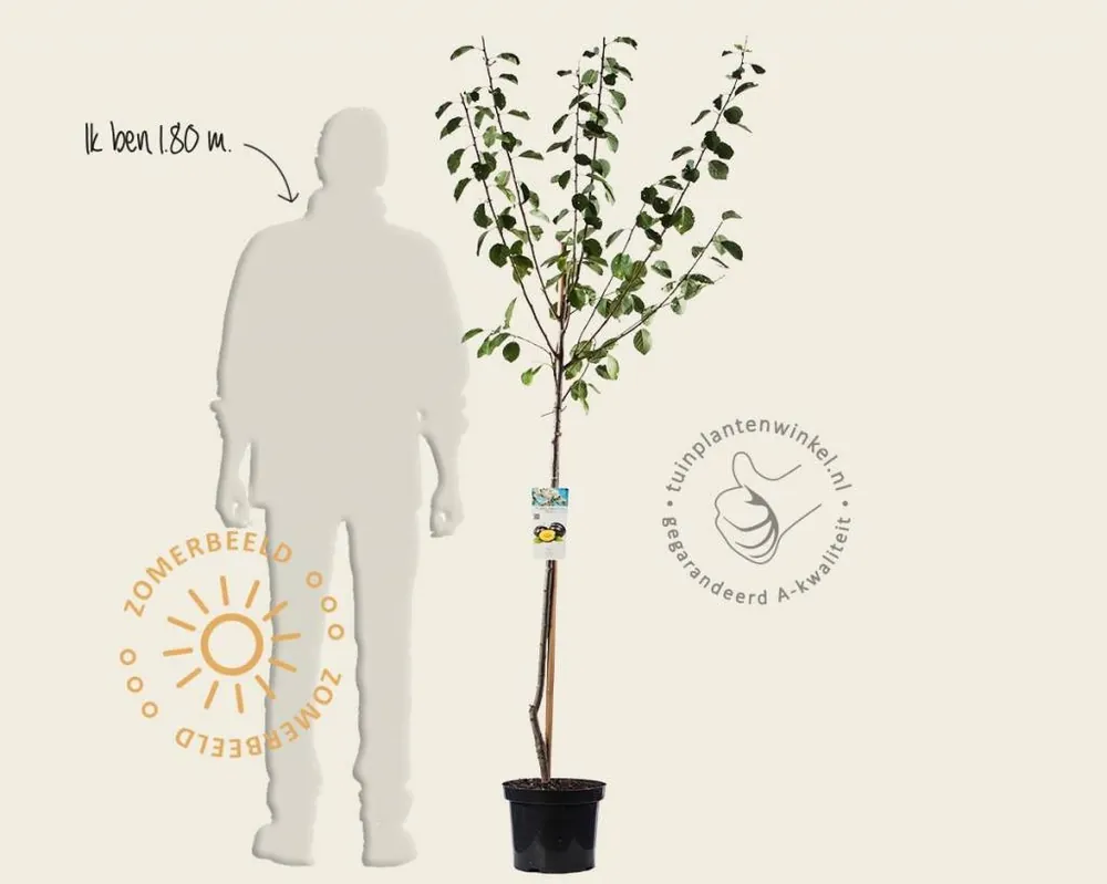 Prunus domestica ‘Czar‘ - halfstam | Topproduct