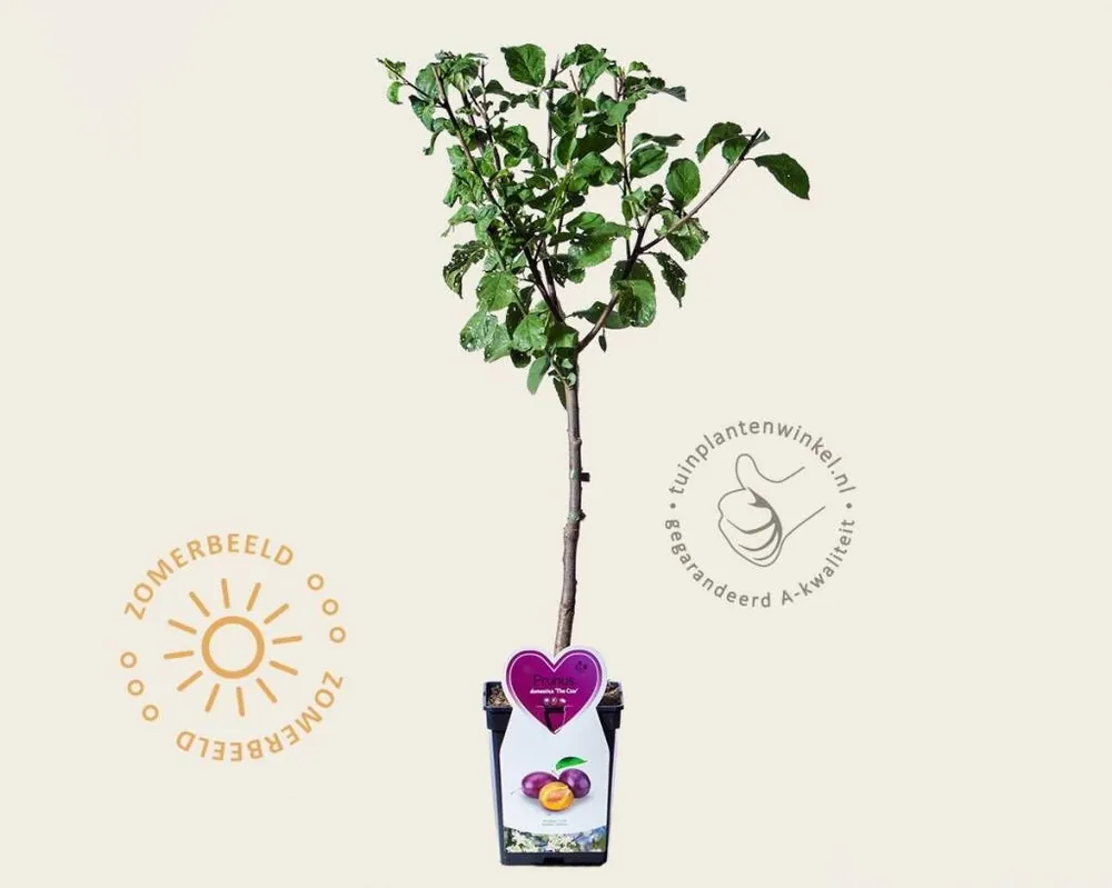 Speciale deal - Prunus domestica ‘Czar‘ - mini