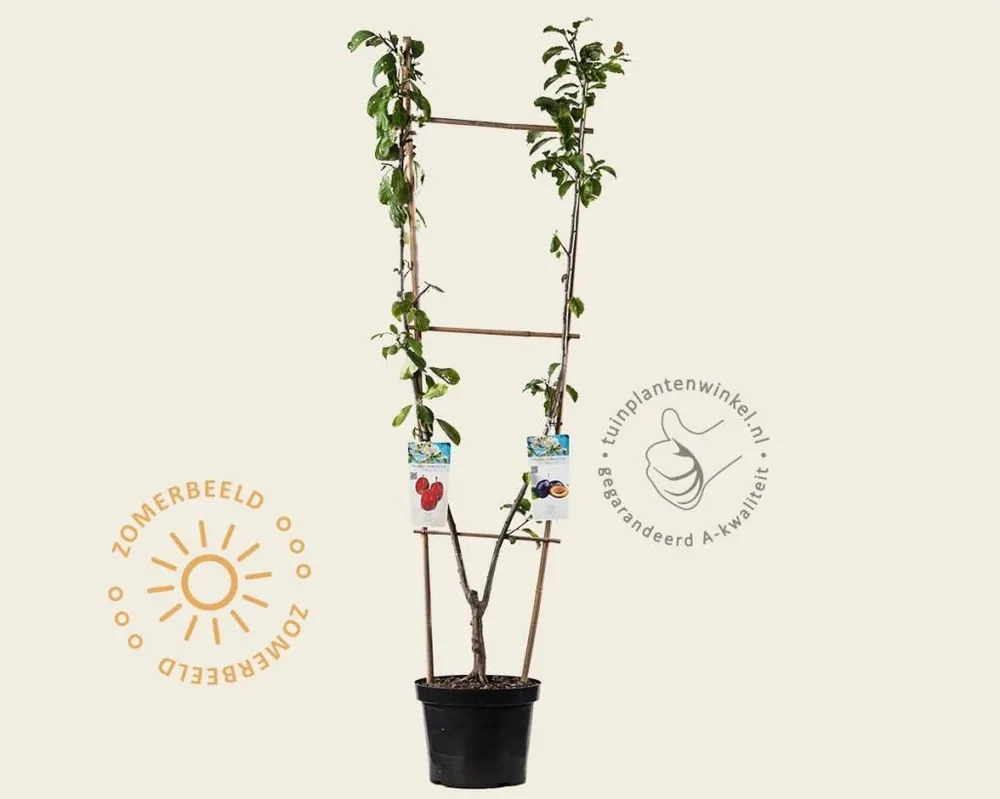 Prunus domestica DUO ‘Victoria‘ & ‘Hauszwetsche‘ | Fabrieksprijs