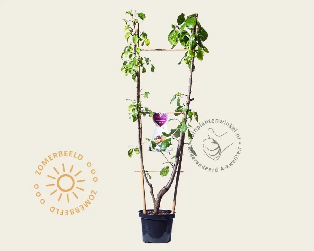 Klaar voor verzending | Prunus domestica DUO ‘Victoria & Opal‘