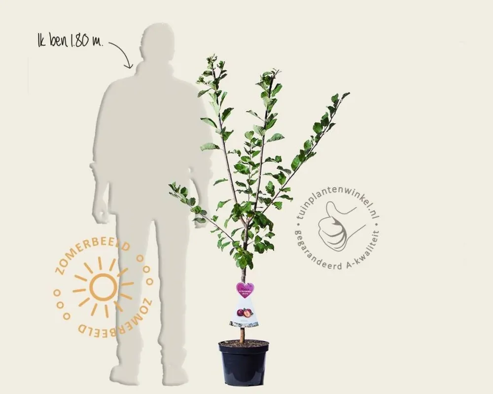 Prunus domestica ‘Hauszwetsche‘ - laagstam - Makkelijk bestellen