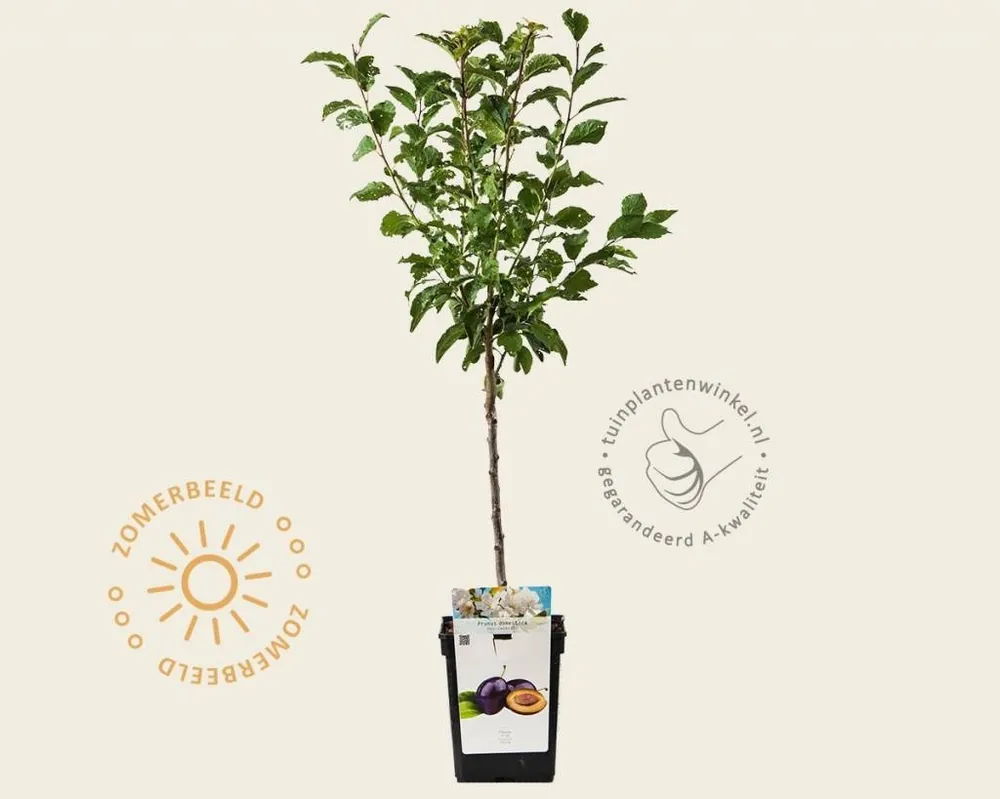 Prunus domestica ‘Hauszwetsche‘ - mini | Zeer goed beoordeeld