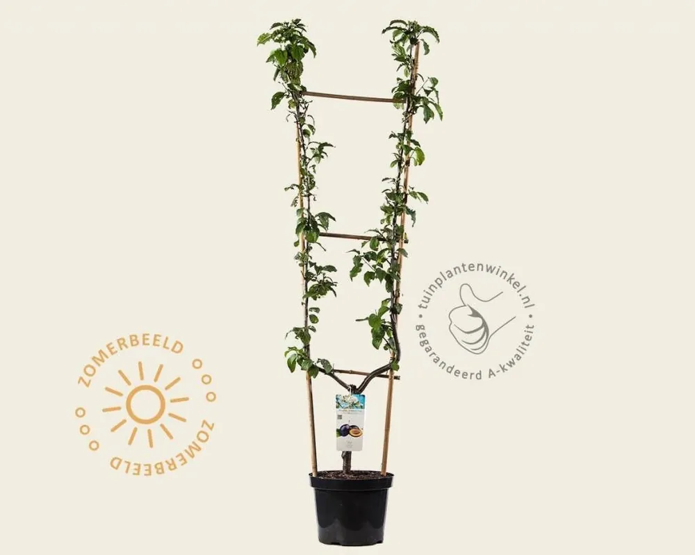 Expreslevering - Prunus domestica ‘Hauszwetsche‘ - U-vorm