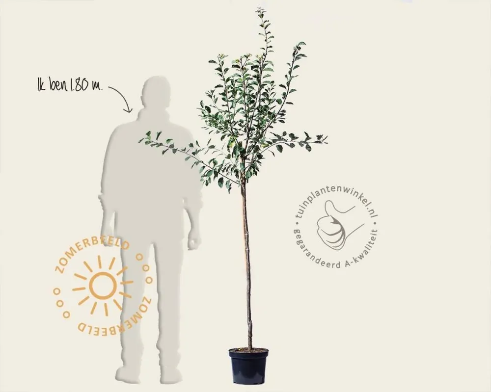 Prunus domestica ‘Ontario‘ - halfstam - Deal