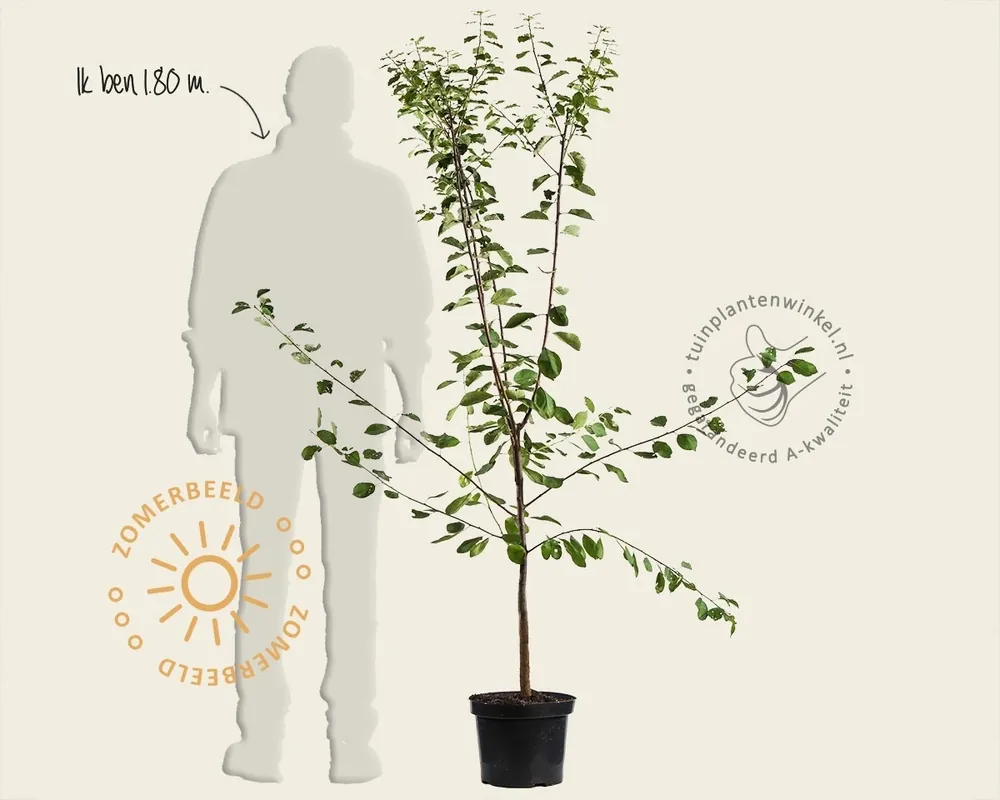 Prunus domestica ‘Ontario‘ - laagstam - Favoriet van klanten
