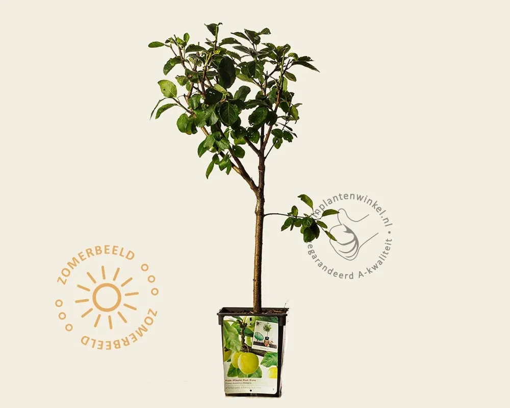 Prunus domestica ‘Ontario‘ - mini - Voordelig