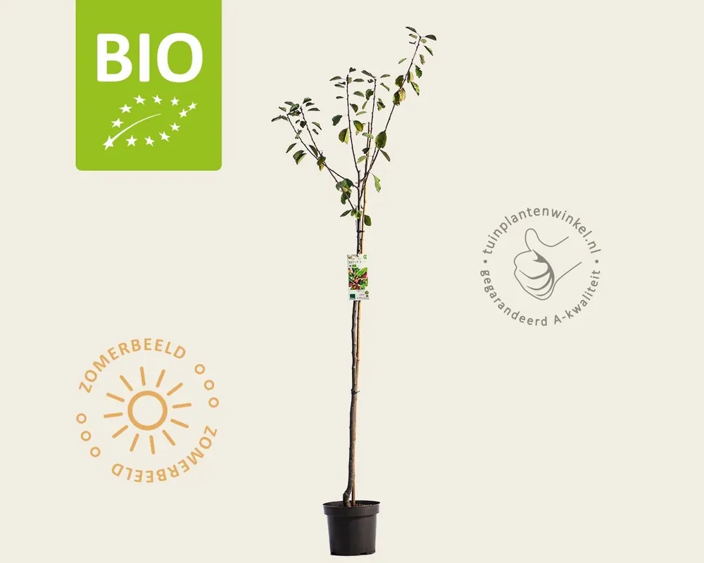 Prunus domestica ‘Opal‘ - BIO halfstam - Expreslevering