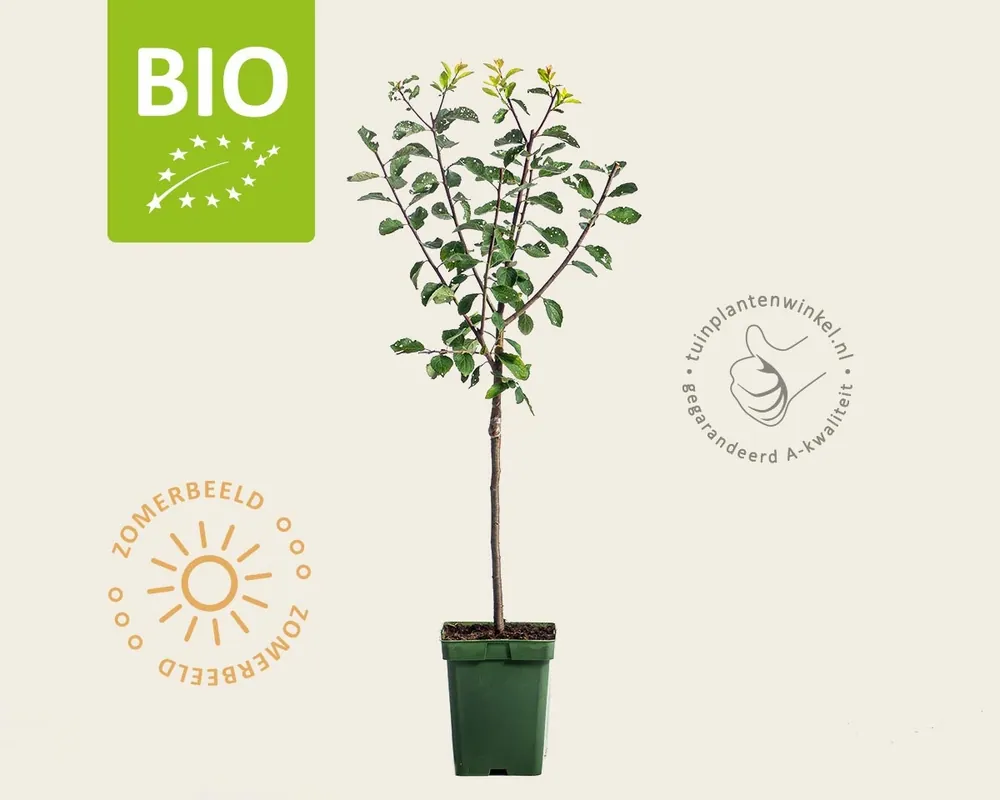 Prunus domestica ‘Opal‘ - BIO mini - Beste prijs