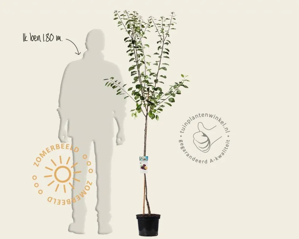 Tijdelijke aanbieding | Prunus domestica ‘Opal‘ - halfstam