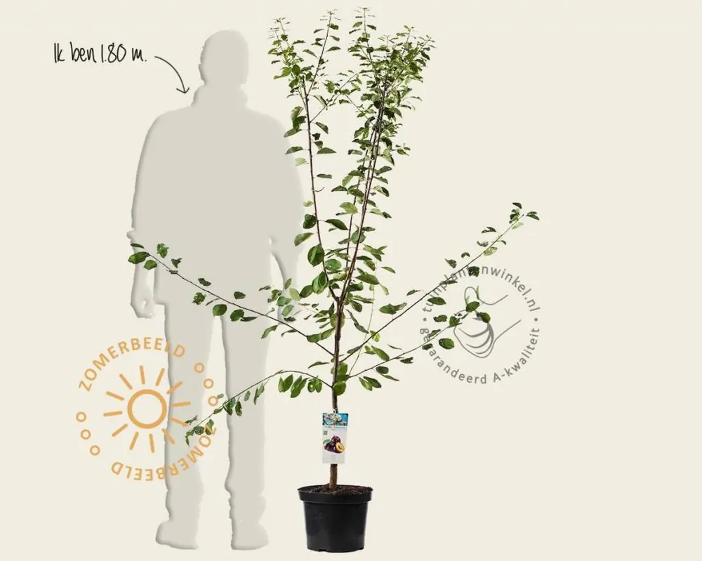 Prunus domestica ‘Opal‘ - laagstam - Extra korting
