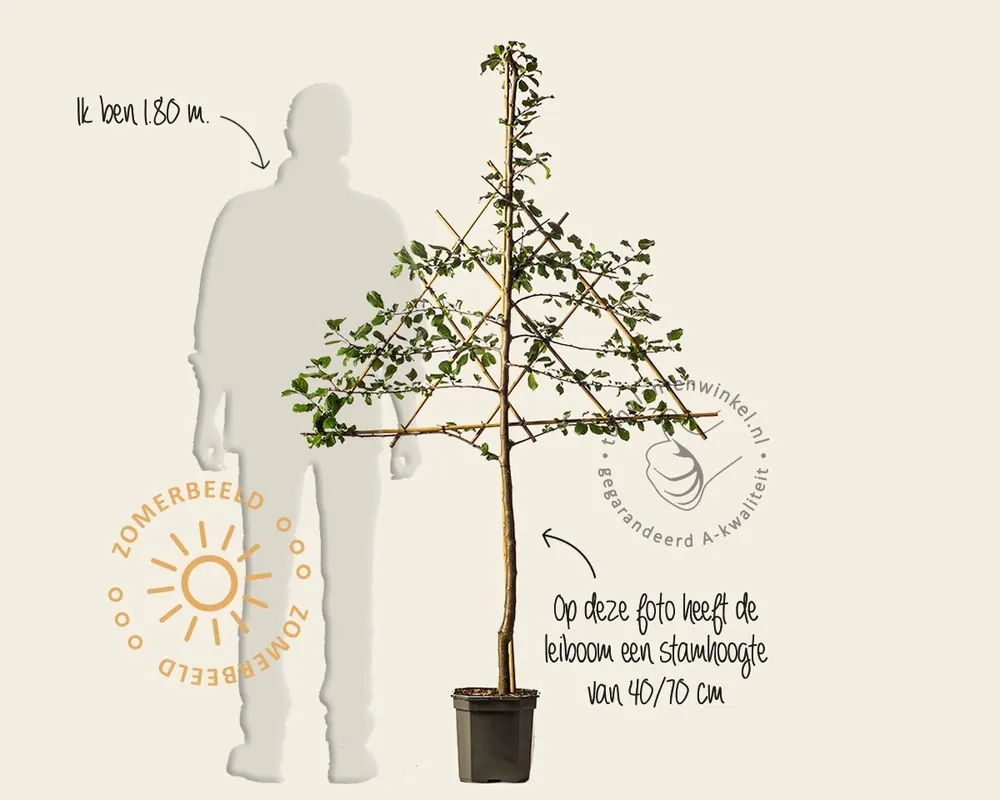 Prunus domestica ‘Opal‘ - lei-vorm | Shop nu