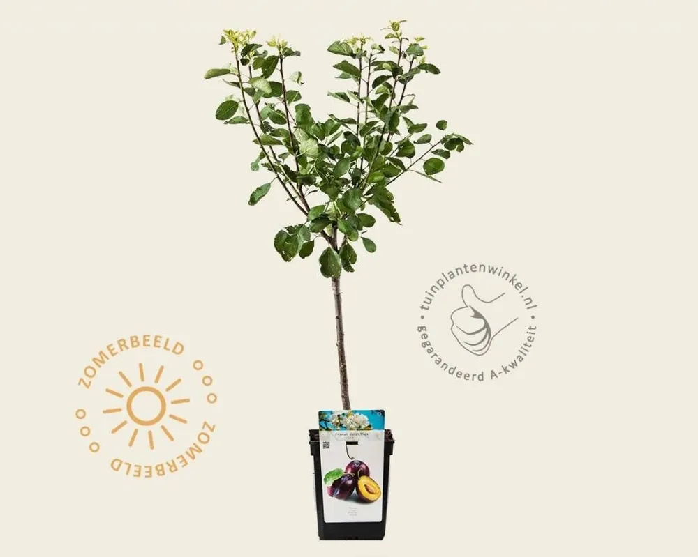 Prunus domestica ‘Opal‘ - mini | Veilig betalen