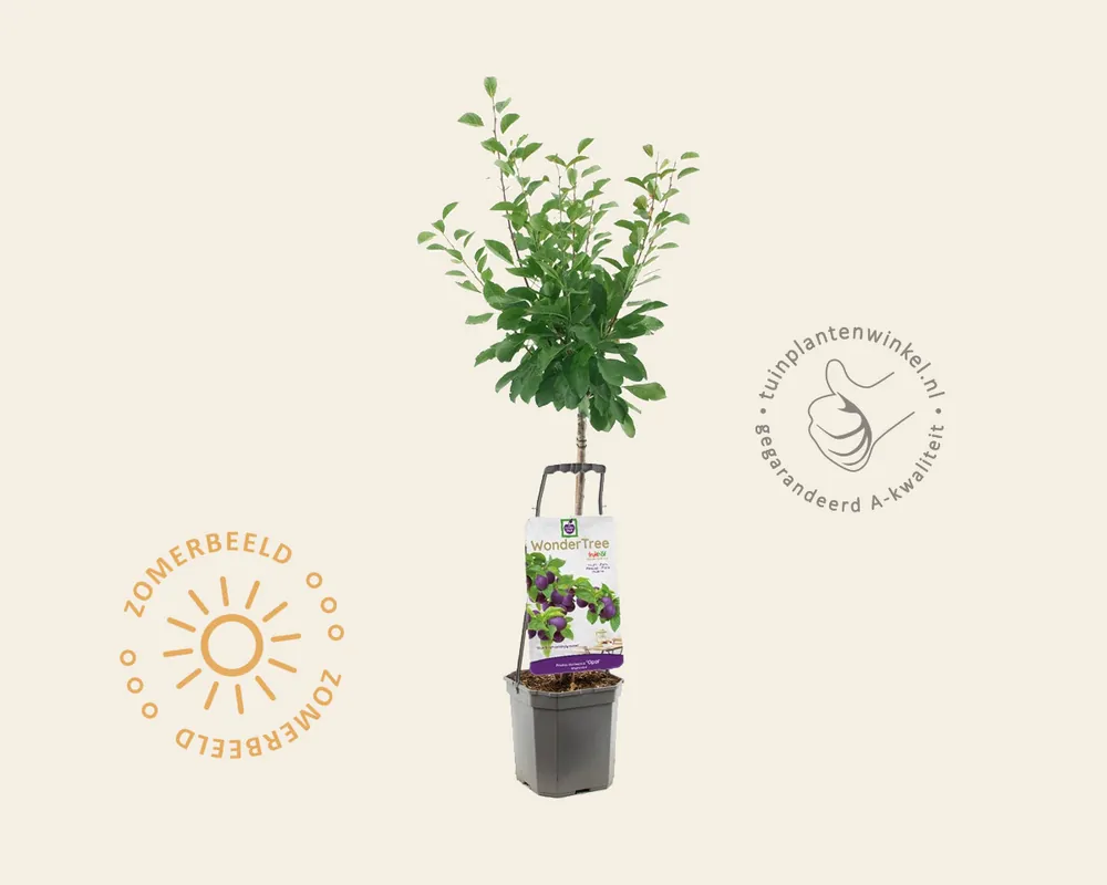 Prunus domestica ‘Opal‘ - Wonder Tree | Voordelig