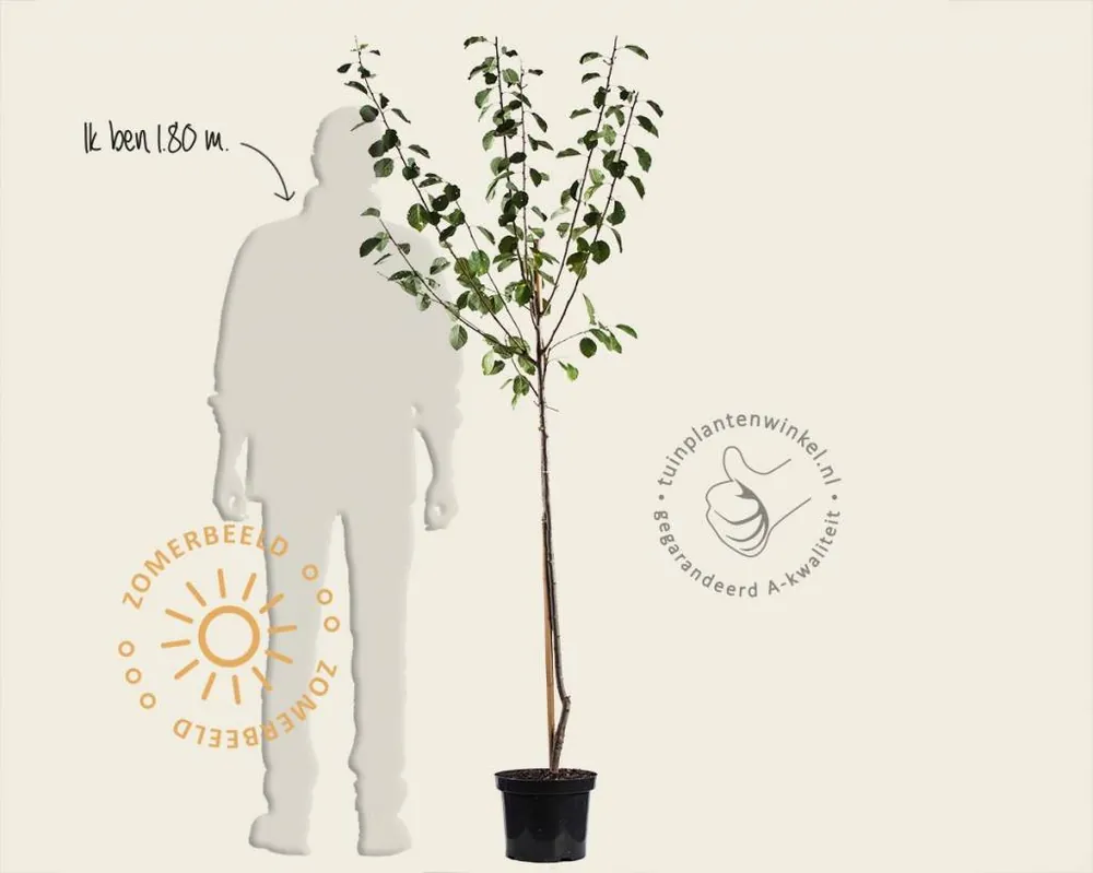 Prunus domestica ‘Reine Claude D‘Althan‘ - halfstam | Aanrader