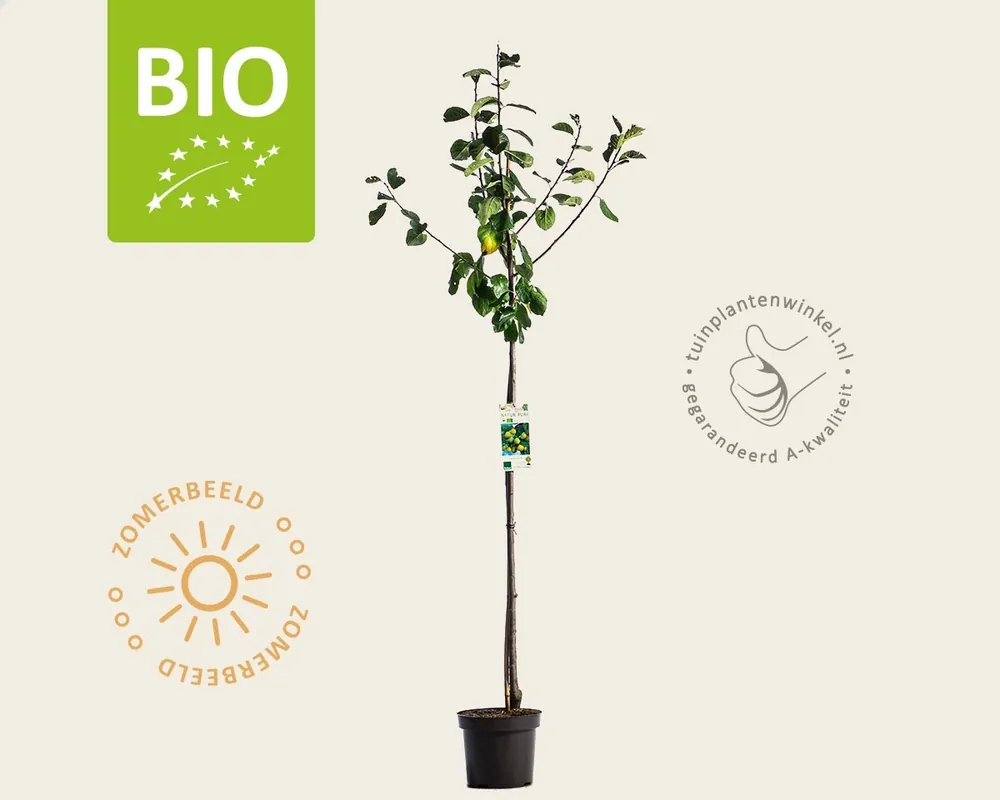Scherp geprijsd - Prunus domestica ‘Reine Claude D‘Oullins‘ - BIO halfstam