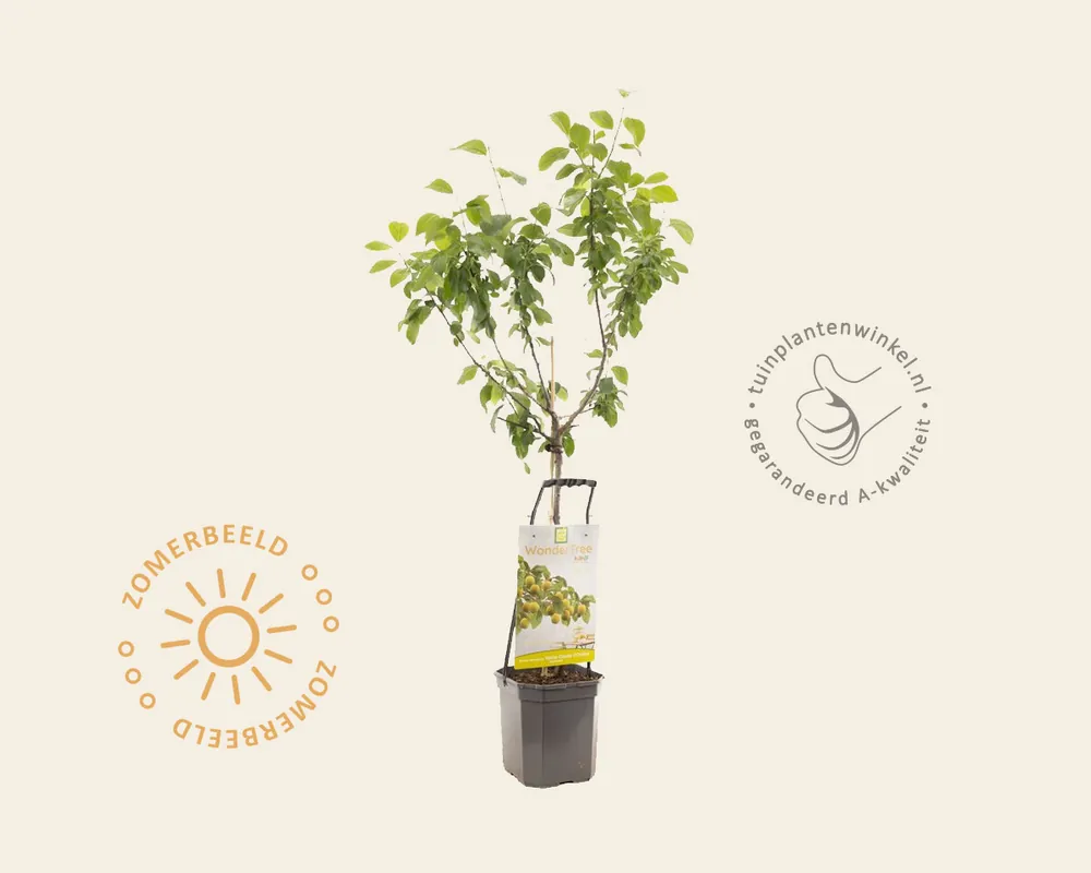 Scherpe prijs - Prunus domestica ‘Reine Claude D‘Oullins‘ - Wonder Tree