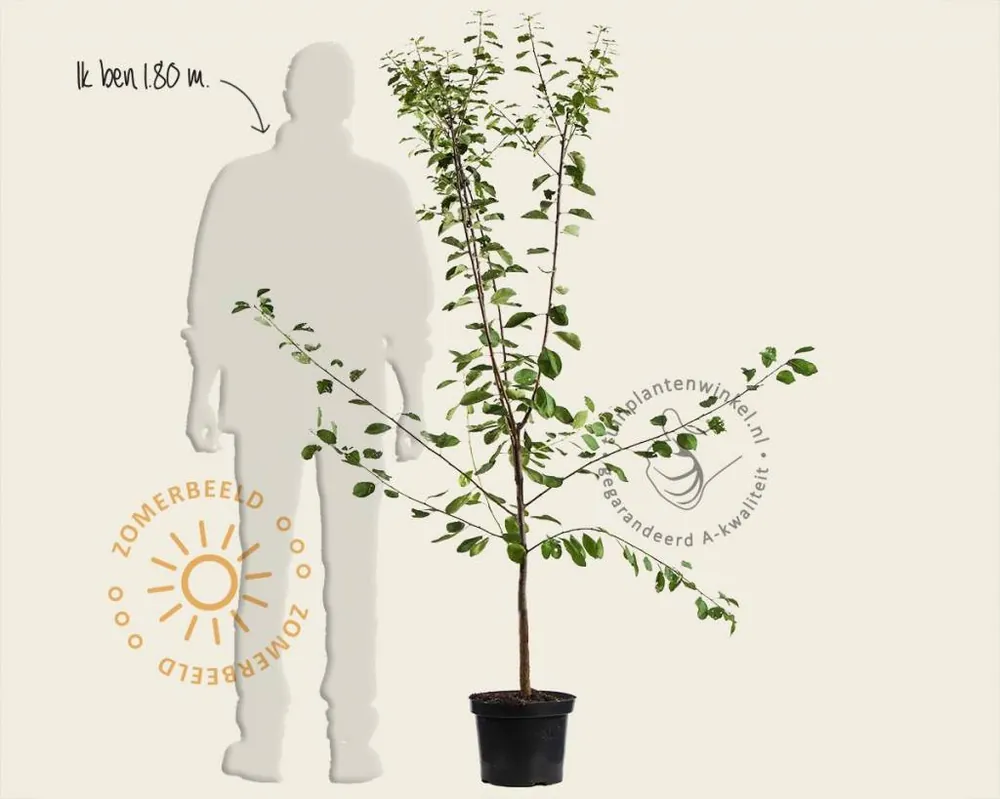 Populair bij klanten - Prunus domestica ‘Reine Claude Verte‘ - laagstam