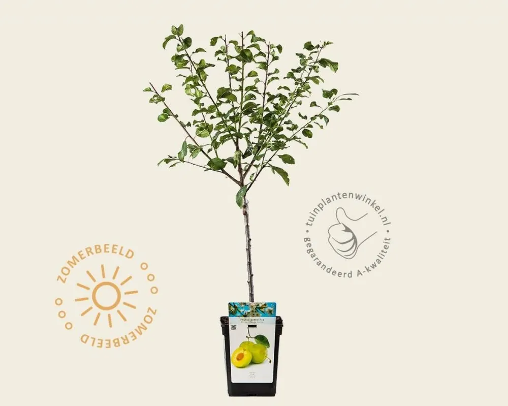 Prunus domestica ‘Reine Claude Verte‘ - mini - Nog maar enkele beschikbaar