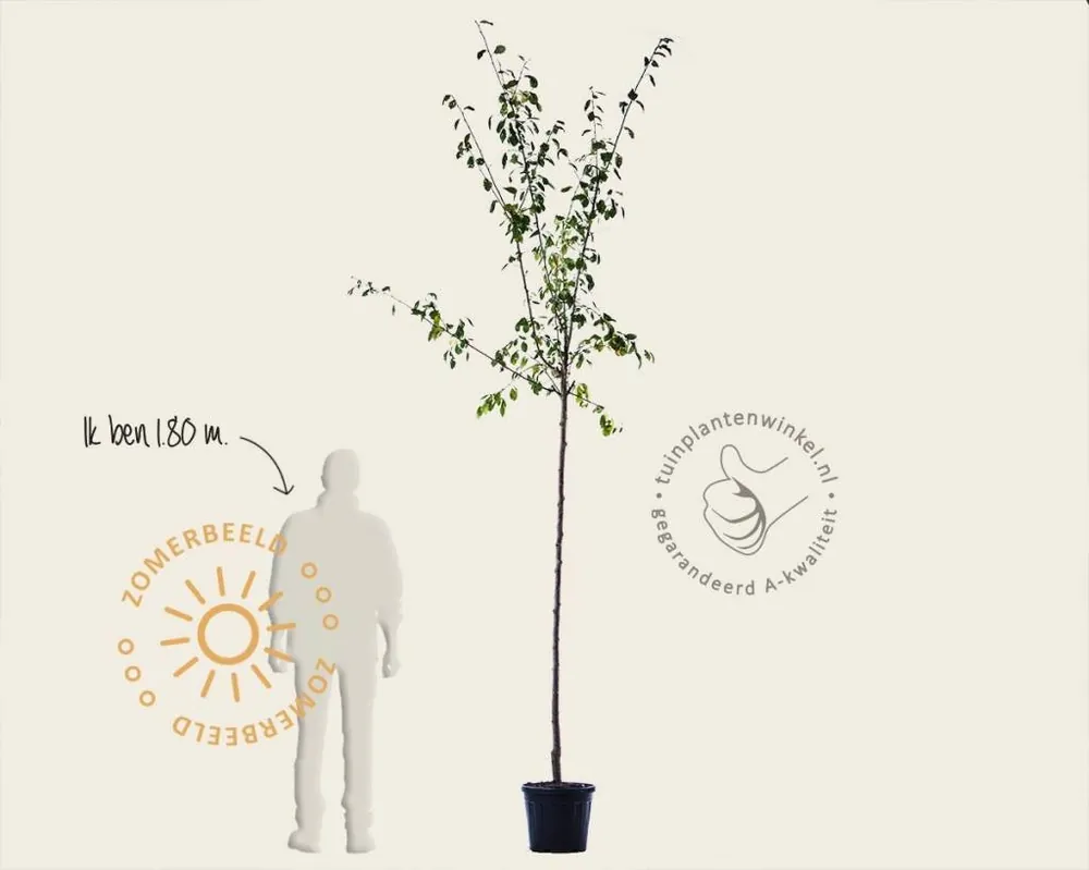 Prunus domestica ‘Reine Claude D‘Oullins‘ - hoogstam | Extra voordeel