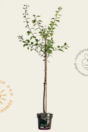 Aanrader - Prunus domestica ‘Stanley‘ - halfstam