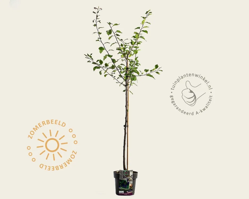 Aanrader - Prunus domestica ‘Stanley‘ - halfstam