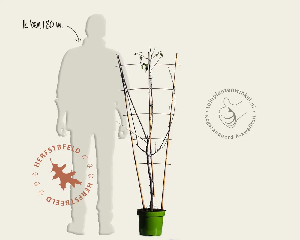 Zeer goed beoordeeld - Prunus domestica TRIO ‘Hauszwetsche‘, ‘Mirabelle de Nancy‘ & ‘Victoria‘ - in rek