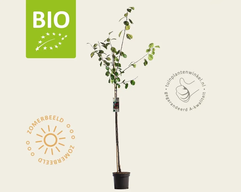 Prunus domestica ‘Victoria‘ - BIO halfstam - Goed beoordeeld