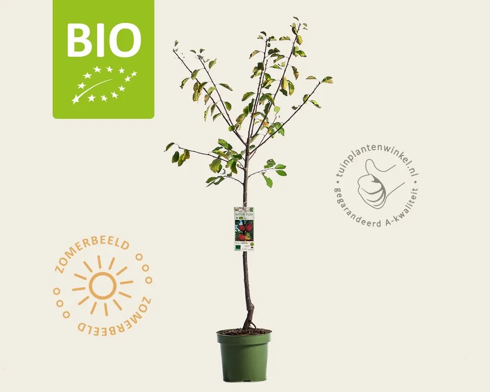 Online bestelbaar - Prunus domestica ‘Victoria‘ - BIO laagstam