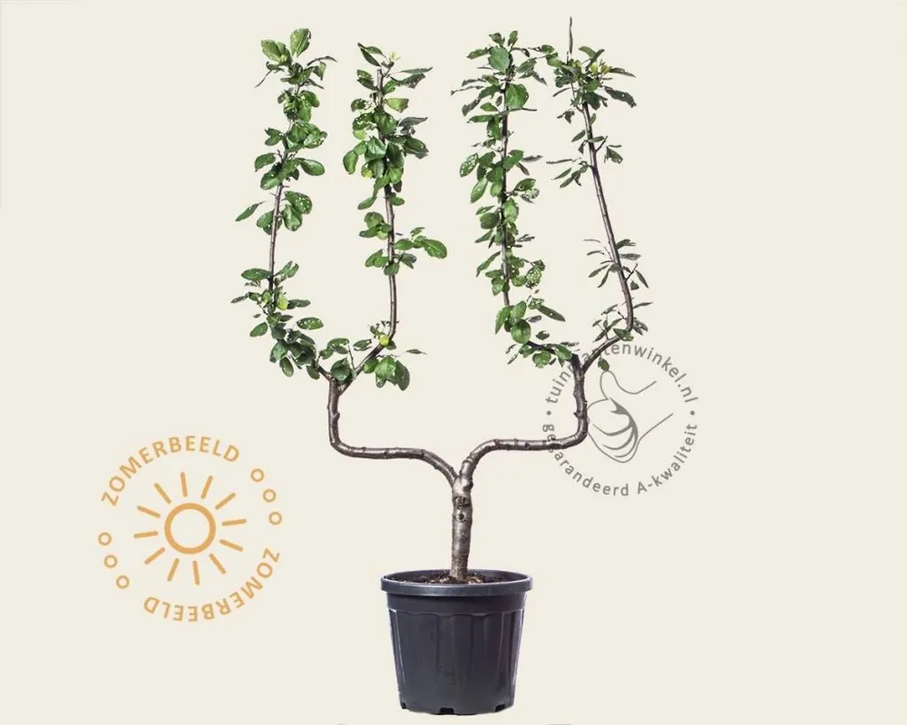 Voeg toe aan winkelwagen | Prunus domestica ‘Victoria‘ - dubbele U-vorm