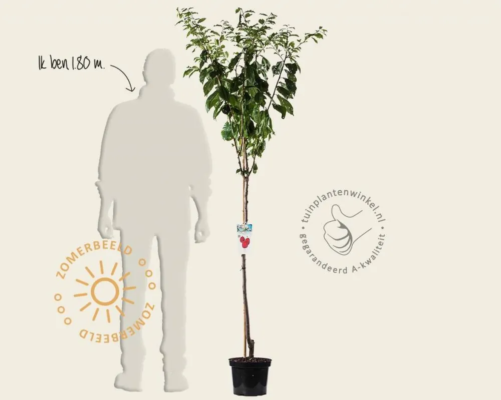 Extra korting | Prunus domestica ‘Victoria‘ - halfstam