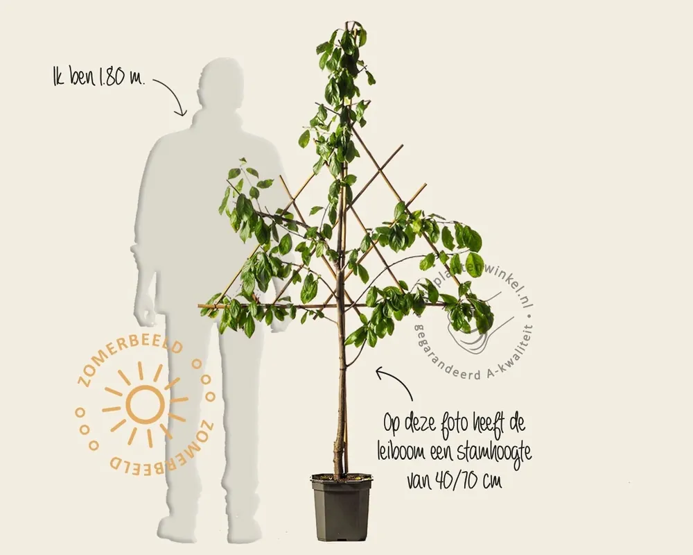 Favoriet van klanten - Prunus domestica ‘Victoria‘ - lei-vorm